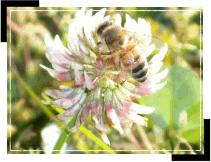 Kittrell's Daydream Apiary
