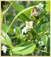 Kittrell's Daydream Apiary