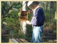 Kittrell inspects a frame of Honeybees