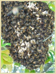 Swarm Ball in Tree,