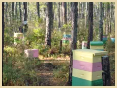 Daydream Apiary Beehives